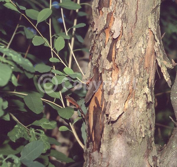 White blooms; Deciduous