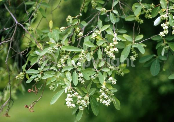 White blooms; Deciduous