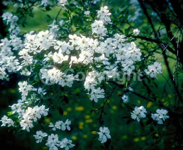 White blooms; Deciduous; Broadleaf