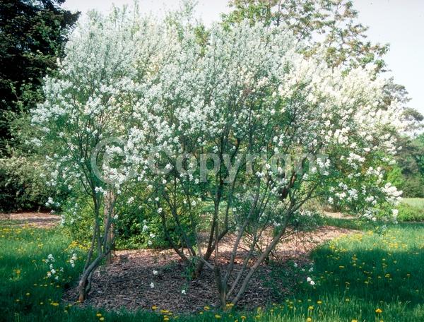 White blooms; Deciduous; Broadleaf