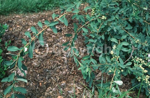 White blooms; Deciduous; Broadleaf