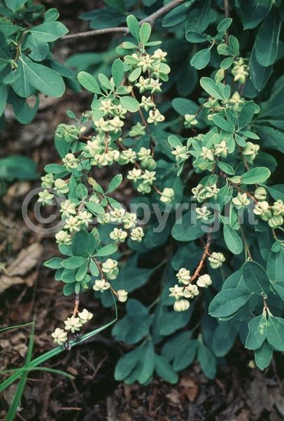 White blooms; Deciduous; Broadleaf