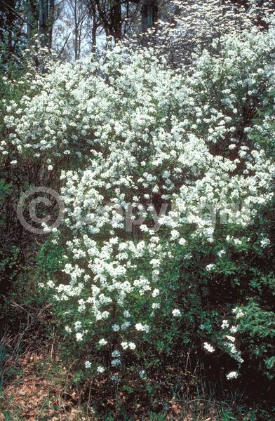 White blooms; Deciduous; Broadleaf