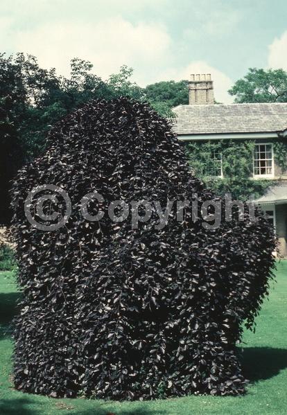 Unknown blooms; Deciduous; Broadleaf