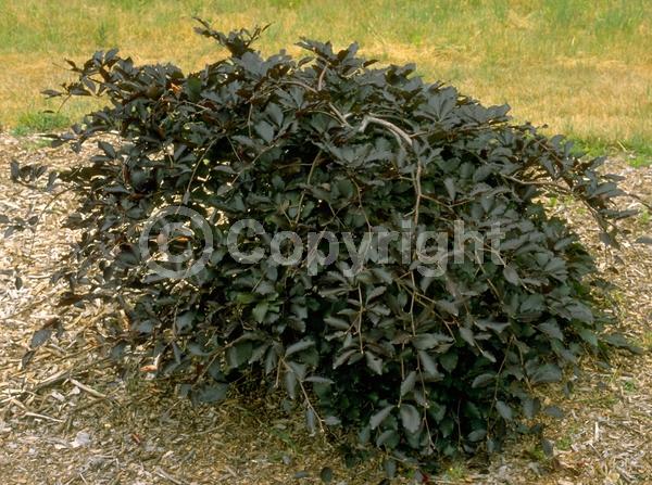 Unknown blooms; Deciduous; Broadleaf