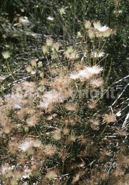 Pink blooms; Deciduous; North American Native