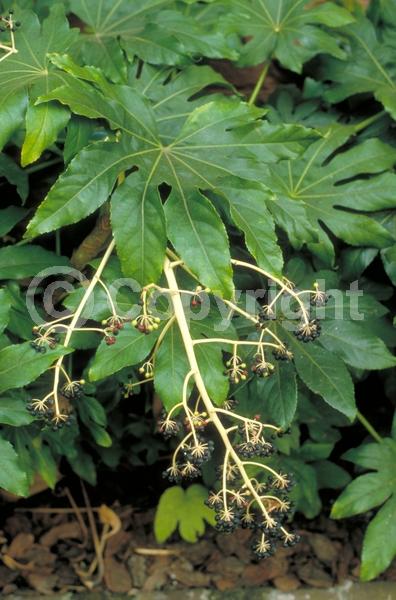 White blooms; Evergreen; Needles or needle-like leaf
