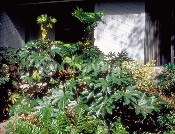 White blooms; Evergreen; Needles or needle-like leaf