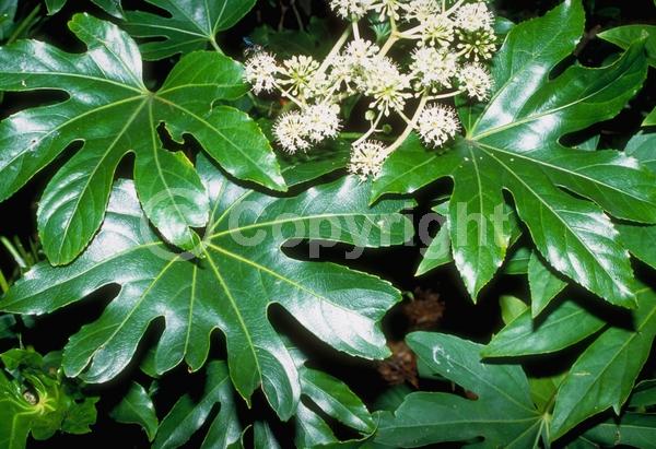 White blooms; Evergreen; Needles or needle-like leaf