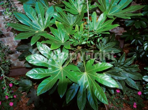 White blooms; Evergreen; Needles or needle-like leaf