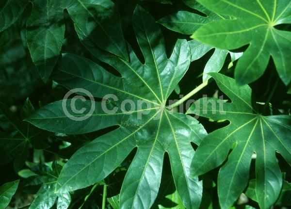 White blooms; Evergreen; Needles or needle-like leaf