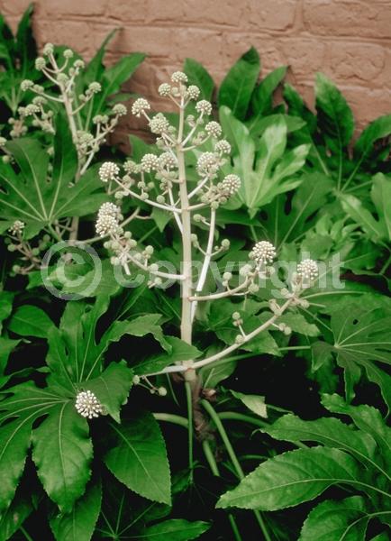 White blooms; Evergreen; Needles or needle-like leaf