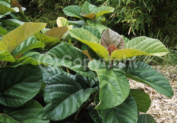 Pink blooms; Evergreen; Semi-evergreen; Broadleaf