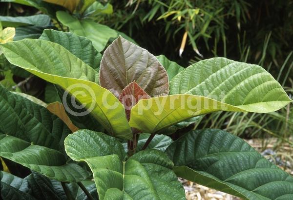 Pink blooms; Evergreen; Semi-evergreen; Broadleaf