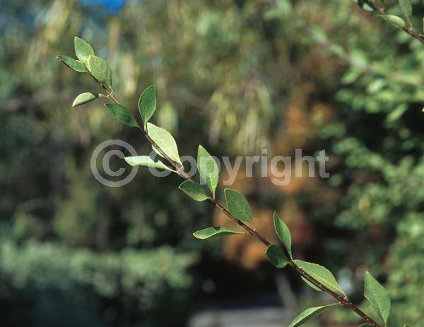 Yellow blooms; White blooms; Deciduous; North American Native