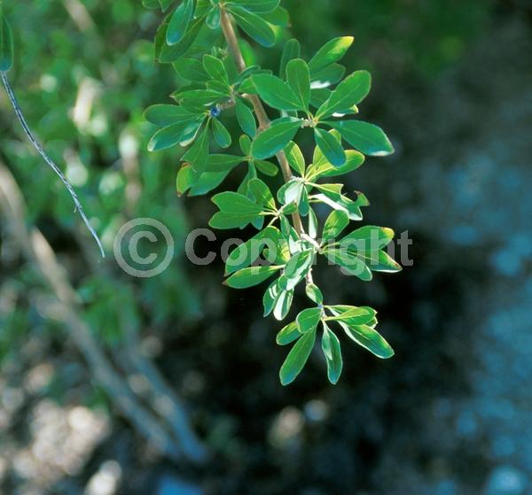 Yellow blooms; White blooms; Deciduous; North American Native