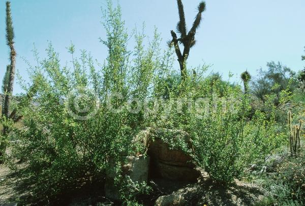 Yellow blooms; White blooms; Deciduous; North American Native