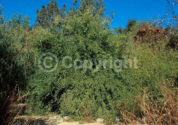 Yellow blooms; White blooms; Deciduous; North American Native