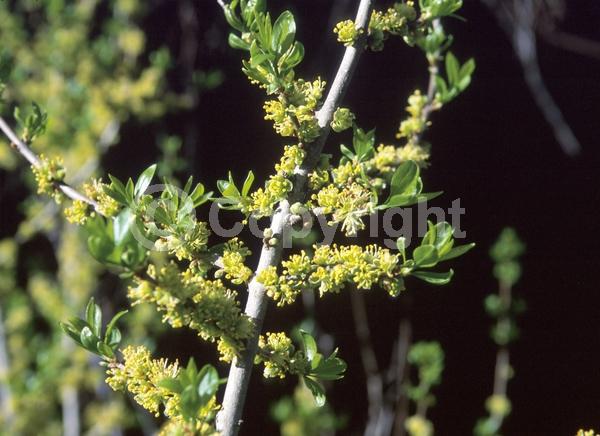 Yellow blooms; Green blooms; Deciduous; North American Native