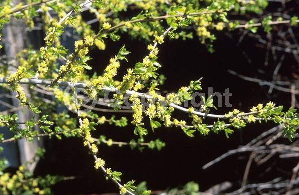Yellow blooms; Green blooms; Deciduous; North American Native