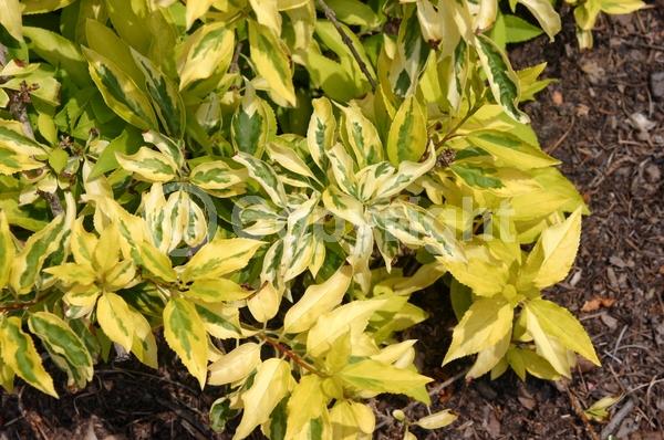 Yellow blooms; Deciduous