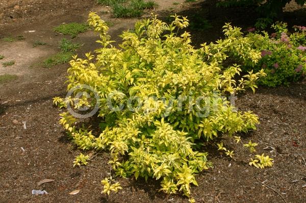 Yellow blooms; Deciduous