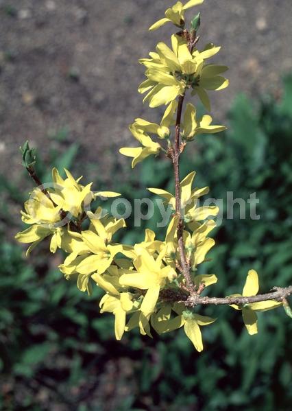 Yellow blooms; Deciduous