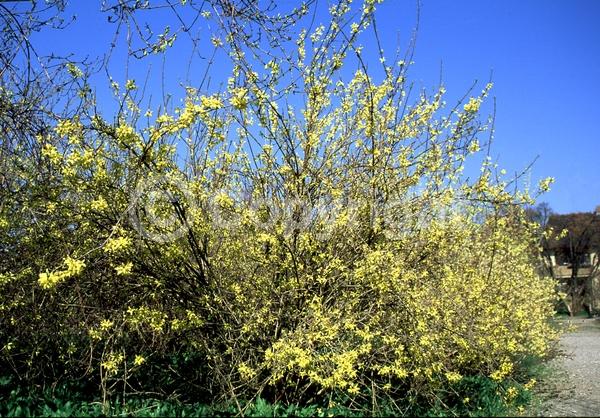 Yellow blooms; Deciduous
