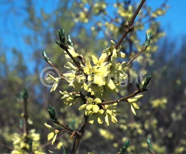 Yellow blooms; Deciduous