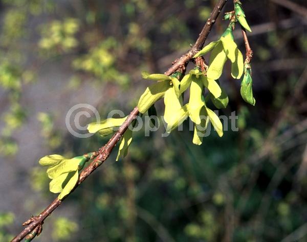 Yellow blooms; Deciduous