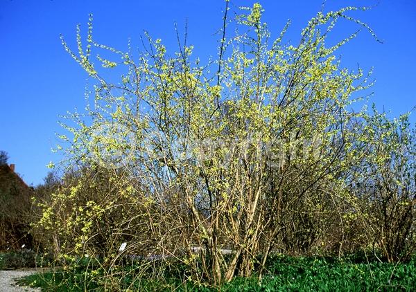 Yellow blooms; Deciduous