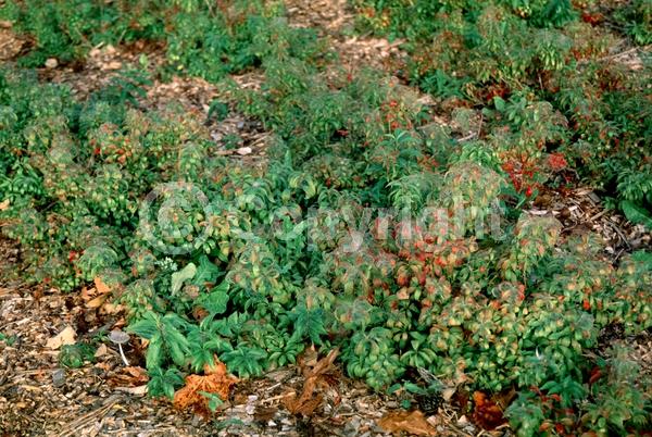 Yellow blooms; Deciduous; Broadleaf