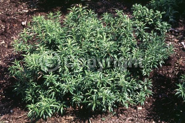 Yellow blooms; Deciduous; Broadleaf