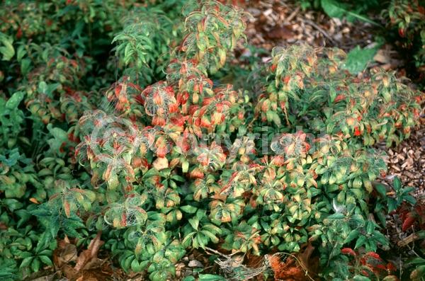 Yellow blooms; Deciduous; Broadleaf