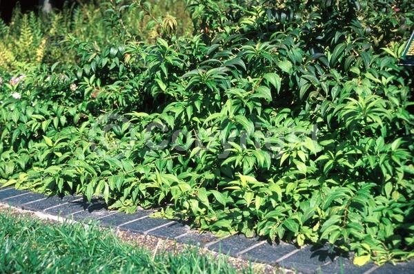 Yellow blooms; Deciduous