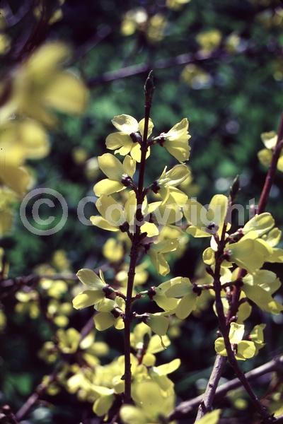 Yellow blooms; Deciduous; Broadleaf