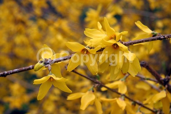 Yellow blooms; Deciduous; Broadleaf