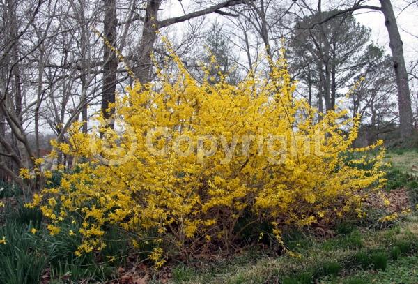 Yellow blooms; Deciduous; Broadleaf