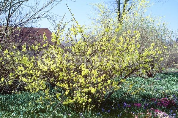 Yellow blooms; Deciduous; Broadleaf