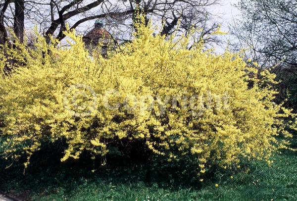 Yellow blooms; Deciduous; Broadleaf