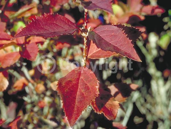 Yellow blooms; Deciduous; Broadleaf