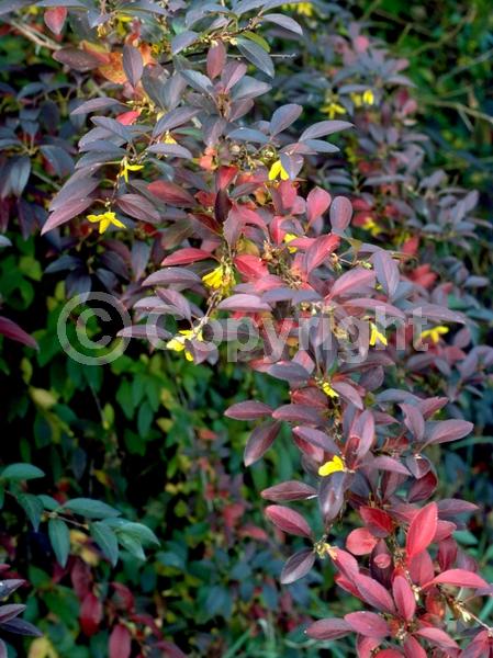 Yellow blooms; Deciduous; Broadleaf
