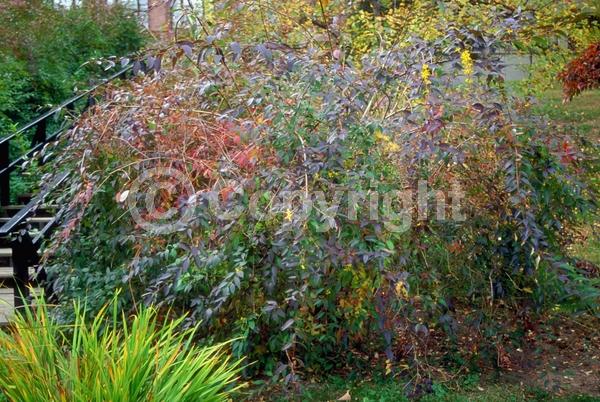 Yellow blooms; Deciduous; Broadleaf