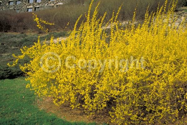 Yellow blooms; Deciduous; Broadleaf