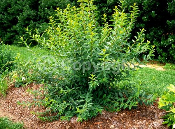 Yellow blooms; Deciduous; Broadleaf