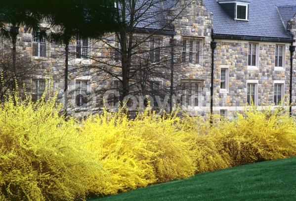 Yellow blooms; Deciduous; Broadleaf