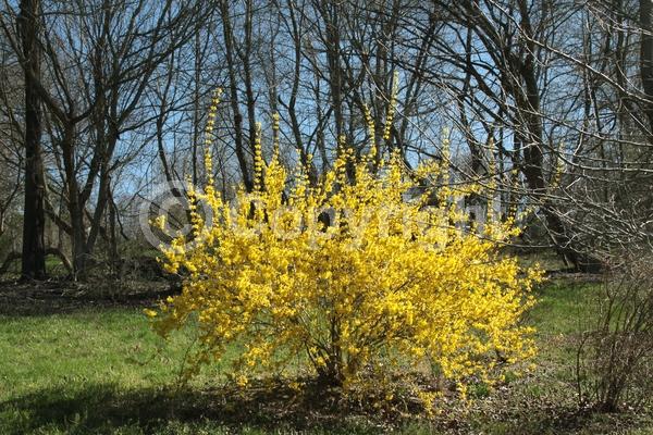 Yellow blooms; Deciduous; Broadleaf
