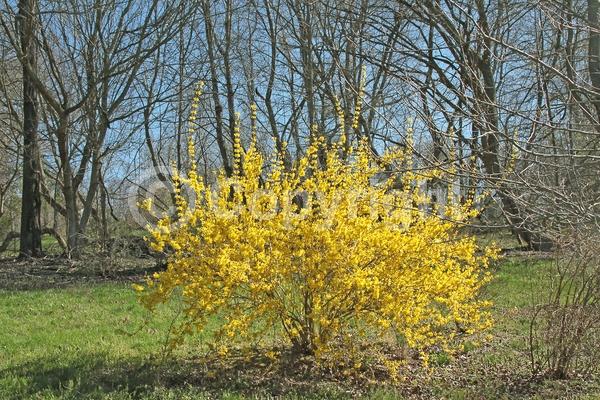 Yellow blooms; Deciduous; Broadleaf