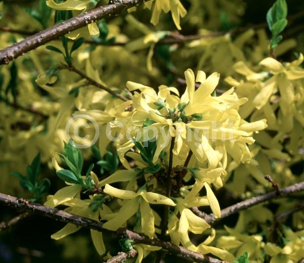 Yellow blooms; Deciduous; Broadleaf