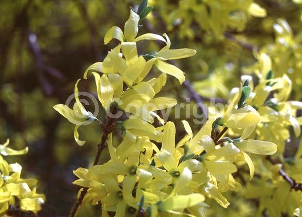 Yellow blooms; Deciduous; Broadleaf